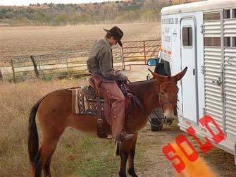 Abby – 4 year old molly