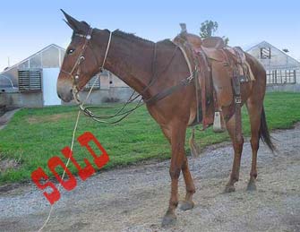 Becca – 7 year old molly