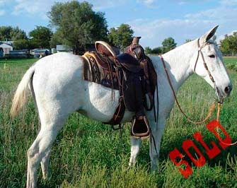 Bella – older molly