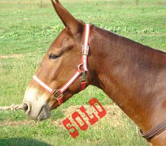 Chester – 7 year old john