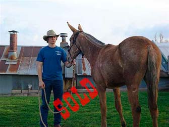 Fox – 3 year old molly