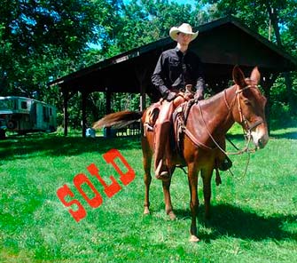 Gentle 6 year old molly