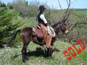 Lena – 12 year old molly