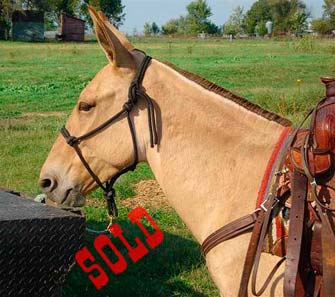 Lucy – 7 year old molly