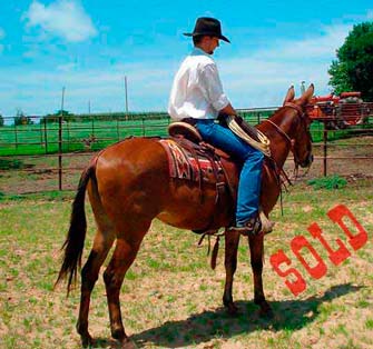 Rosetta – 8 year old molly