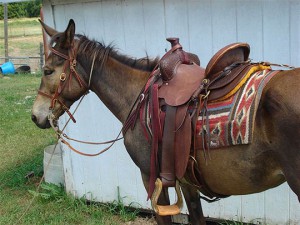 Jones Mule Rig - Saddle