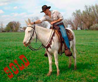 Mack – 10 year old Horse (john) Mule