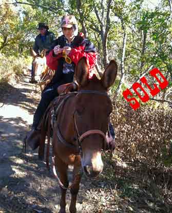 Festus – 10 year old Horse (john) Mule