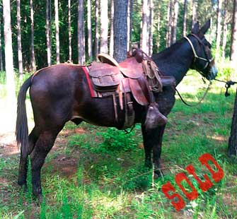 Ike – 10 year old Horse (john) Mule