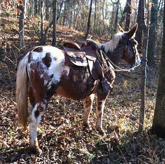 Redman – 8 year old Horse (john) Mule