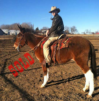 Sage – 8 year old mare (molly) mule