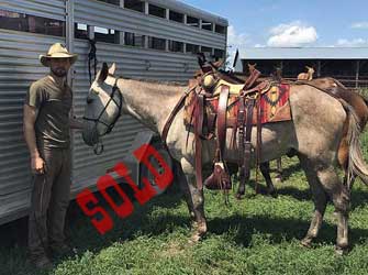 Asher – 7 year old horse (john) mule