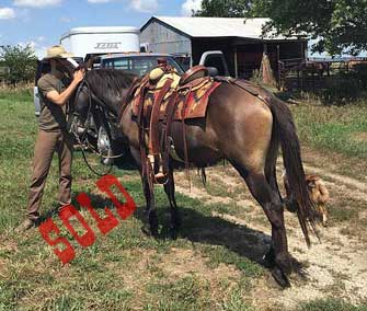 Chip – 12 year old horse (john) mule